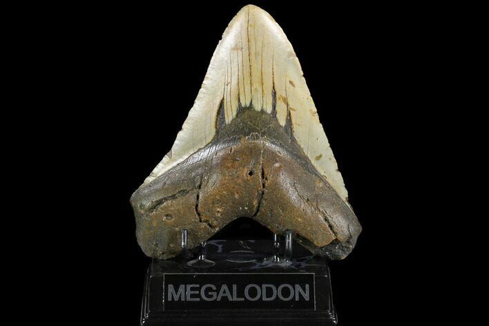 Huge, Fossil Megalodon Tooth - North Carolina #124430
